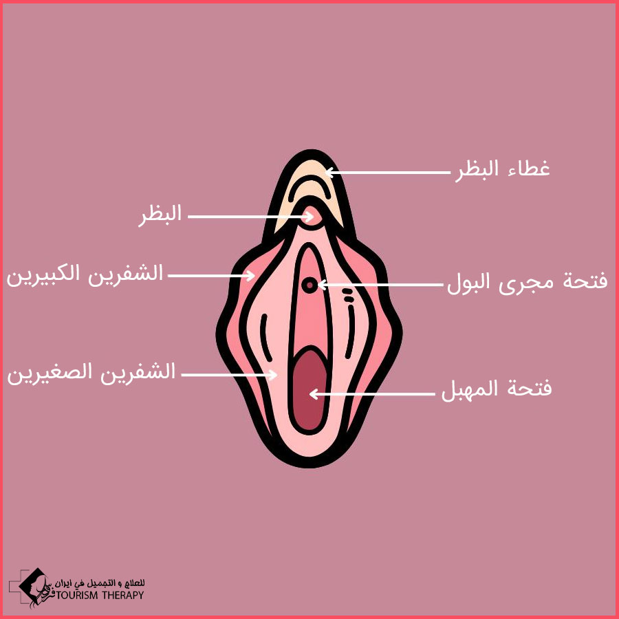 labia majoraplasty mhd تجميل الشفر الكبير في مشهد